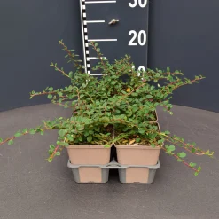 Cotoneaster queen carpet 6pack