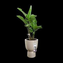 COUPE 35CM BALANCED BEIGE