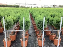 Cupressocyparis sempervirens Pyramidalis ( Italiaanse cipres )