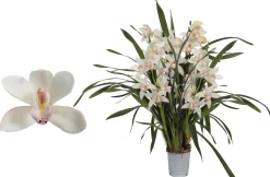 Cymbidium lucky kate p12 h50