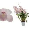 Cymbidium pink bell p12 h65