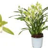 Cymbidium wild mint p12 h50