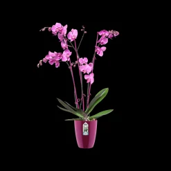Diamond orchidee hoog 12,5cm