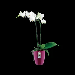 Diamond orchidee hoog 12,5cm