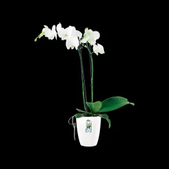 Diamond orchidee hoog 12,5cm