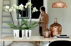 Diamond orchidee hoog 12,5cm