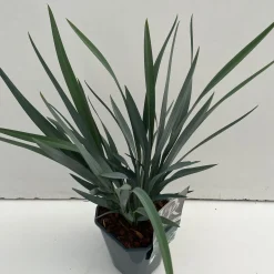 Dianella revoluta Blue Stream ( Tasmaanse Vlaslelie )