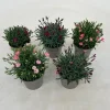Dianthus diantica mix