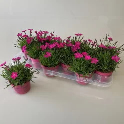 Dianthus kahori