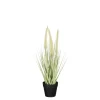 Dogtail in pot groen - h40xd15cm
