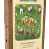 Doos 'everbloom' met 20 bloembollen tulipa belle tulipa mix