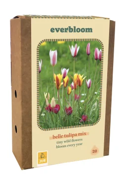 Doos 'everbloom' met 20 bloembollen tulipa belle tulipa mix