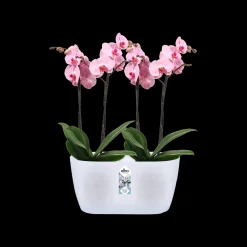 Duo orchidee 25cm