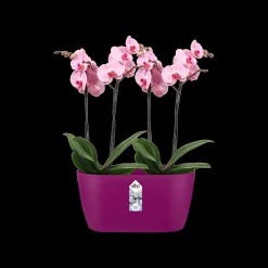 Duo orchidee 25cm
