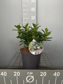 Escallonia laevis Pink Elle