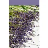 Essentials scented stick lavender touch