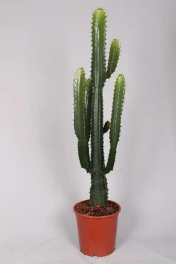 Euphorbia cowboycactus