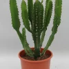 Euphorbia triangularis