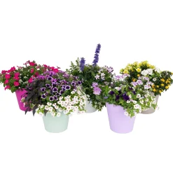 Festival kleuren in pot Aqua-Easy