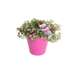 Festival kleuren in pot Aqua-Easy