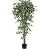 Ficus bont in plastic pot - h210xd100cm