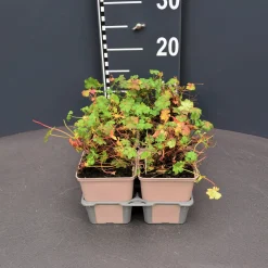 Geranium cant.biokovo 6pack vaste plant geranium