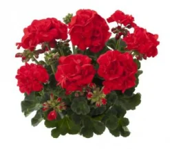 Geranium recht p12