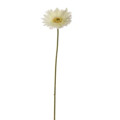 Gerbera creme 56 cm