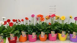 Gerbera garvinea p19