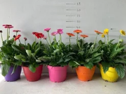 Gerbera garvinea p19