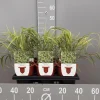 Hakonechloa macra