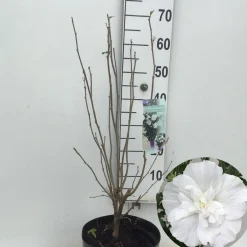 Hibiscus syriacus of tuinhibiscus p27 h62