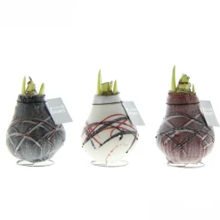 Hippeastrum Waxz Art v Gogh