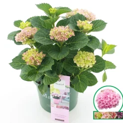 Hortensia magical revolution roze p23