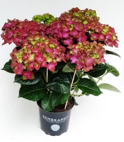 Hortensia rembrand rood p15 h40