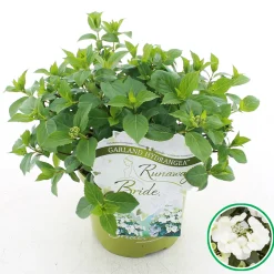 Hortensia runaway bride ( Slingerhortensia )
