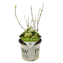 Hortensia strong annabelle p19 h45 sterke takken, die rechtop blijven