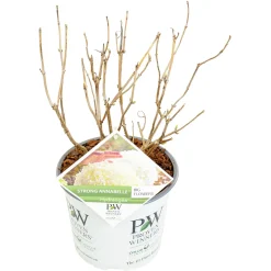 Hortensia strong annabelle p19 h45 sterke takken, die rechtop blijven