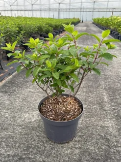 Hydrangea paniculata 'Bobo'