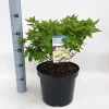 Hydrangea paniculata 'Bombshell'