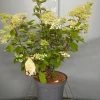 Hydrangea paniculata 'Phantom'