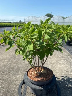Hydrangea paniculata 'Phantom'