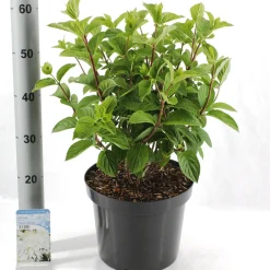 Hydrangea paniculata 'Silver Dollar'