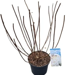 Hydrangea paniculata 'Silver Dollar'