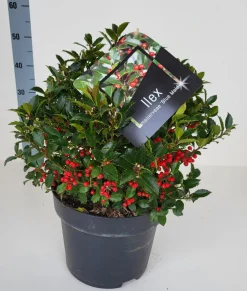 Ilex meserveae 'Blue Maid' (hulst)