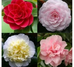Japanse camelia p19