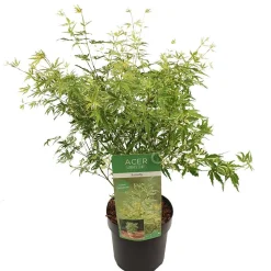 Japanse esdoorn butterfly p19 h50