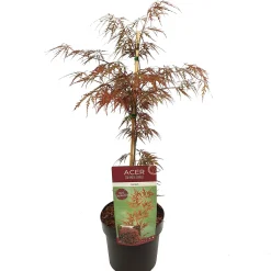 Japanse esdoorn garnet p19 h50