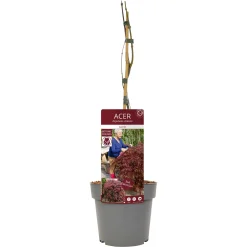Japanse esdoorn garnet p19 h50