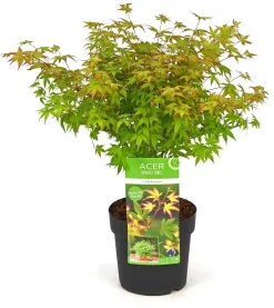 Japanse esdoorn little princ p19 h40